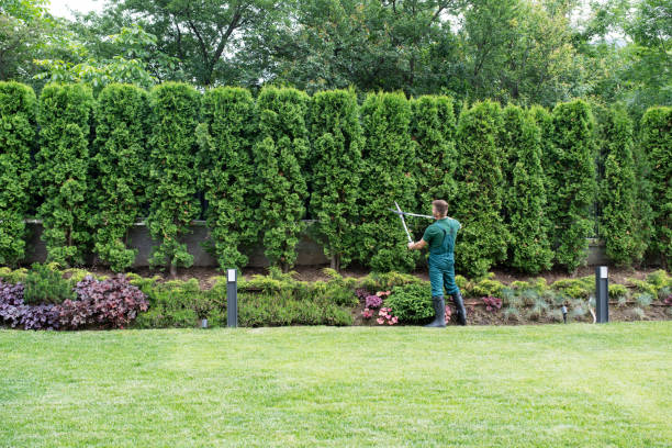 How Our Tree Care Process Works  in  Chicago Heights, IL