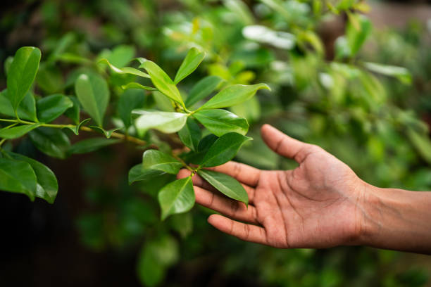 Trusted Chicago Heights, IL Tree Services Experts